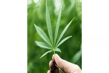 சுவிட்சர்லாந்தில் கஞ்சா பயன்பாடு குறித்த புதிய சட்டம்