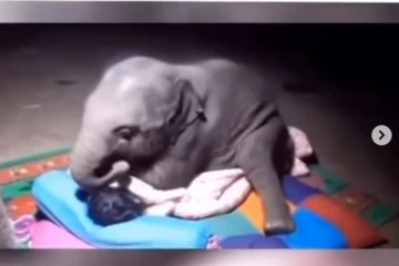 Viral Video: உரிமையாளரை பாடாய் படுத்திய குட்டி யானை... இறுதியில் நடந்தது என்ன?