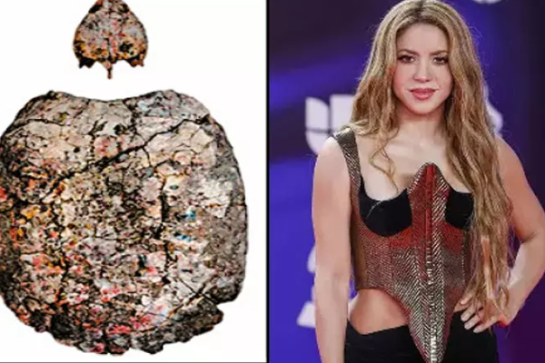 1.3 கோடி ஆண்டு பழமையான ஆமையின் புதைபடிவத்துக்கு ராப் பாடகி ஷகிராவின் பெயர் | 13 Million Year Old Turtle Fossil Rapper Shakira