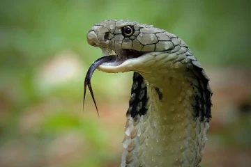 பாம்புகள் மனிதர்களை பழி வாங்குமா? நிபுணர்கள் கூறும் கூற்று