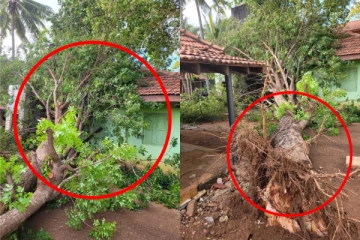 யாழில் பாடசாலை ஒன்றில் முறிந்து விழுந்த மரம்