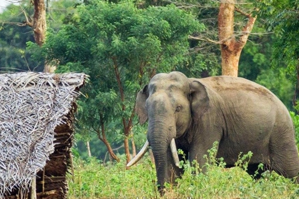 யானை தாக்கி மூவர் பரிதாபமாக உயிரிழப்பு | Three Killed In Elephant Attack