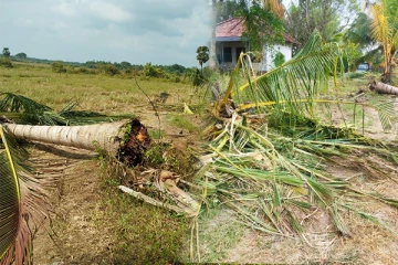 முல்லைத்தீவில் தொடரும் காட்டு யானைகளின் அட்டகாசம்