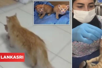 குட்டியை மருத்துவமனைக்கு தூக்கிச் சென்று உதவி கோரிய பூனை... மருத்துவர்களுக்கு காத்திருந்த ஆச்சரியம்!