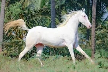 இரு இரயில்களின் நடுவே சீறிப்பாய்ந்து ஓடும் குதிரை! வைரலாகும் காணொளி