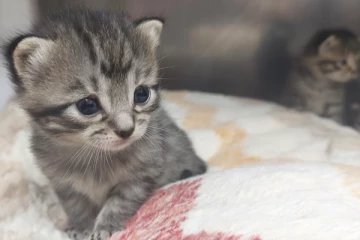 நயகராவில் 4 நாட்களில் கைவிடப்பட்ட 76 பூனைகள் மீட்பு