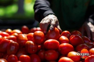 ආනයනය වන තක්කාලි වලට 17% දැඩි බද්දක්