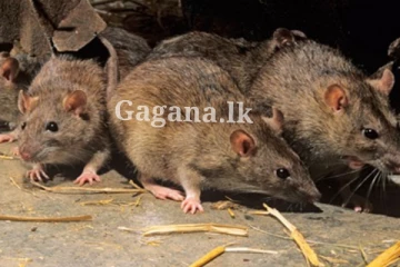 මීයන් නැති කිරිමේ විසල් ක්‍රියාන්විතයක සිටින නවසීලන්තය.