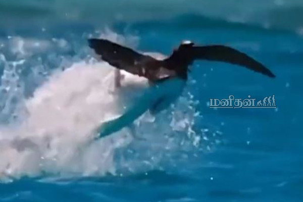 பறவையை வேட்டையாடிய மீன்... கற்பனை கூட செய்ய முடியாத அதிசயம்! தீயாய் பரவும் அரிய வீடியோ | Viral Video News India World