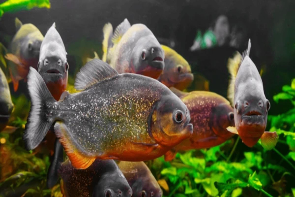 நான்கு அலங்கார மீன்களுக்கு விதிக்கப்பட்டது தடை | 4 Invasive Ornamental Fish Species Banned