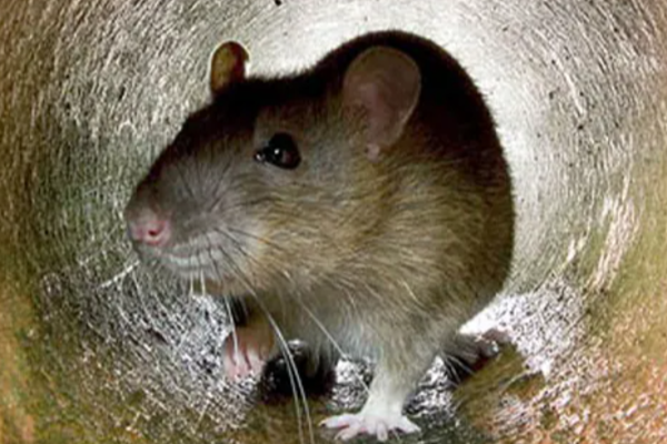 மட்டக்களப்பு மாவட்டத்தில் 18 எலிக்காய்ச்சல் நோயாளர்கள் அடையாளம் | 18 Rat Fever Patients In Batticaloa