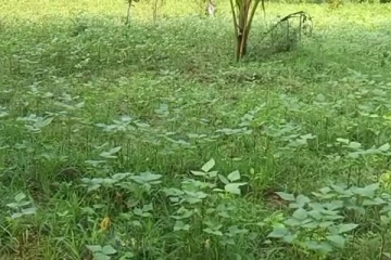 வவுனியாவில் மழையின்மையால் பாதிக்கப்பட்டுள்ள உழுந்து செய்கையாளர்கள் (Photos)