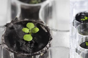 நிலவில் விவசாயம் செய்ய திட்டமிட்டுள்ளதா அமெரிக்கா?