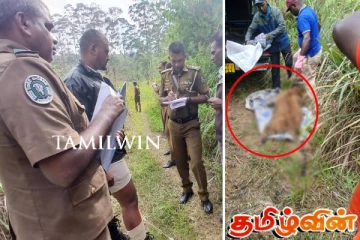 தலை கால்களற்ற சிறுத்தையின் சடலம் மீட்பு