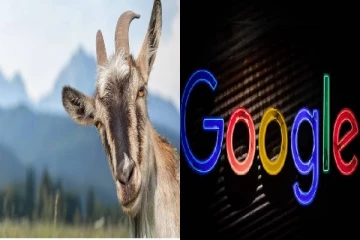 3 ஆயிரம் ஆடுகளுக்கு வேலை கொடுத்த கூகுள், காரணம் என்ன?