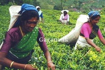 වතුකරයේ ජනතාවට සින්නක්කර ඔප්පු...