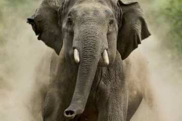 வவுனியாவில் யானை தாக்கி உயிரிழந்த நபர்