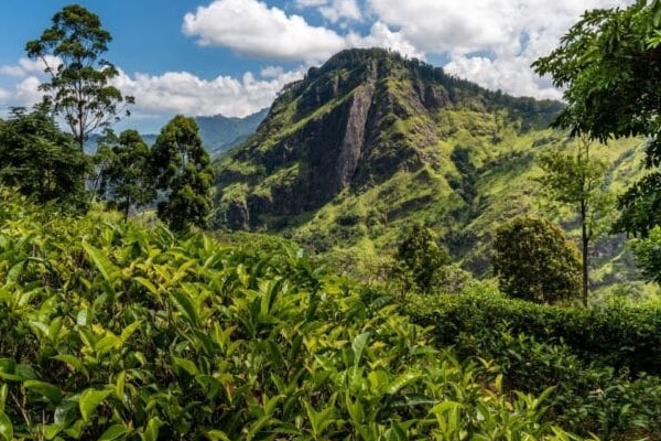 நக்கிள்ஸ் பாதுகாப்பு வனப்பகுதிக்குள் சட்டவிரோதம் : அனுப்பப்பட்ட கோரிக்கை | Illegal Entry Into Knuckles Conservation Forest நக்கிள்ஸ் பாதுகாப்பு வனப்பகுதிக்குள் சட்டவிரோதம் : அனுப்பப்பட்ட கோரிக்கை | Illegal Entry Into Knuckles Conservation Forest