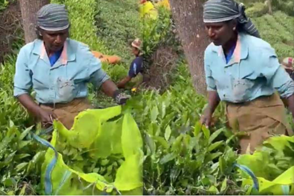 முன்னணி பாடகிகளை ஓவர்டேக் செய்த தேயிலை தோட்ட தொழிலாளி! மெய்மறக்க வைக்கும் பெண்ணின் குரல் | Tea Estate Women Worker Sing Viral Video