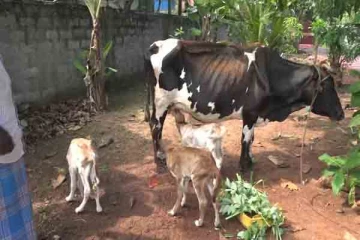 யாழ்ப்பாணத்தில் ஒரே தடவையில் மூன்று கன்றுகளை ஈன்ற பசு
