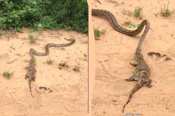 வேட்டையாடிய உடும்பை காட்டுக்குள் இழுத்துச் செல்லும் விஷப்பாம்பு... வைரல் காட்சி