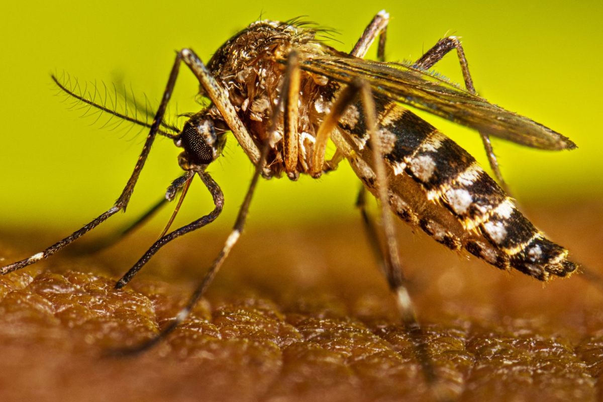 இலங்கையில் தீவிரமடையும் டெங்கு பாதிப்பு நிலவரம் | Dengue Situation Worsening In Sri Lanka