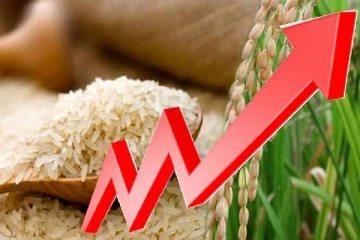 அரிசி விலை தொடர்ந்து அதிகரிப்பு