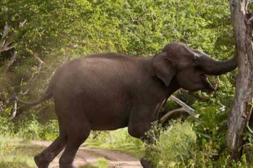 யானை தாக்குதலில் பலியானவரின் சடலம் உறவினர்களிடம் கையளிப்பு