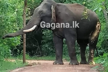 විදුලි රැහැනේ පැටලුනු දෙදරු මවට අත්වූ අවාසනාවන්ත ඉරණම