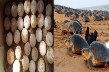 கடல் ஆமை முட்டைகளுடன் ஒருவர் கைது