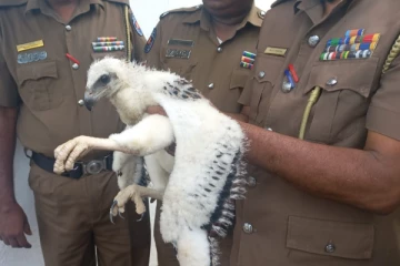 විකිණීමට සෑදූ අති දුර්ලභ සුදු රාජාලියා..ඡායාරූප සහිතයි..(PHOTOS)