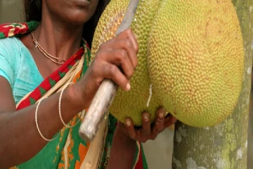 பலாப்பழம் பறித்த தாயை தாக்கிய மகன் தப்பியோட்டம்!