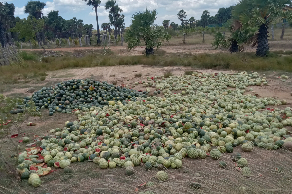 பாவனைக்கு உதவாத பூசணியால் ஏற்பட்டுள்ள அசௌகரியம்(Photos) | Environmental Impact In Mullaitivu