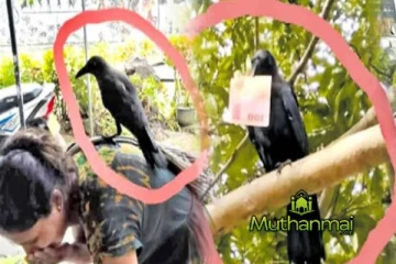 பணத்தை திருடிச் செல்லும் காகம்! குற்றம் சுமத்தும் பொதுமக்கள்