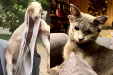 19 அடி அங்குலம் நீளமான காதுகளை கொண்ட ஆடு! 4 காதுகளுடன் காணப்படும் அதிசய பூனை...வினோத உலகம்