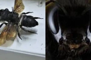 தேனை உற்பத்தி செய்யாத உலகின் மிகப்பெரிய தேனீ.., முதன் முதலில் எங்கு கண்டுபிடிக்கப்பட்டது?