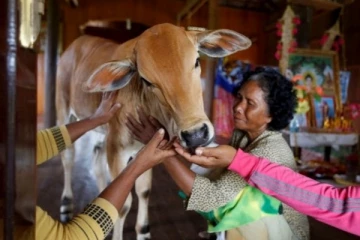 74 வயதில்.. பசுவை திருமணம் செய்து கொண்ட விசித்திர பெண்! வெளியான அதிர்ச்சி காரணம்