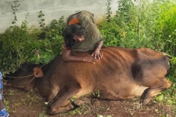 காலாவதியான சாக்லெட்டுகளை சாப்பிட்ட 3 பசுமாடுகள் பரிதாபமாக உயிரிந்தது - சோகத்தில் கிராமம்