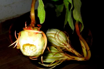 10 ஆண்டுக்கு ஒருமுறை இமயமலையில் பூக்கும் பூ தர்மபுரியில் பூத்துள்ளது.. விடியும் முன் குவிந்த மக்கள்