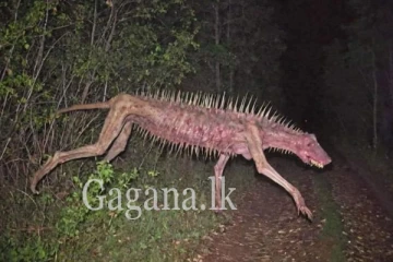 වසර 103 පෙර වඳ වී ගියායි සිතූ සත්වයෙක් ලංකාවෙන් හමුවෙලාද?