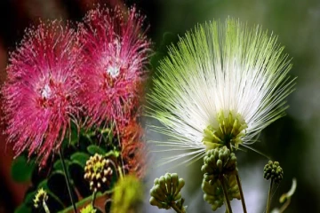 விஜய்யின் கொடியில் வாகைப்பூ: மருத்துவ குணங்கள் என்னவென்று தெரியுமா?