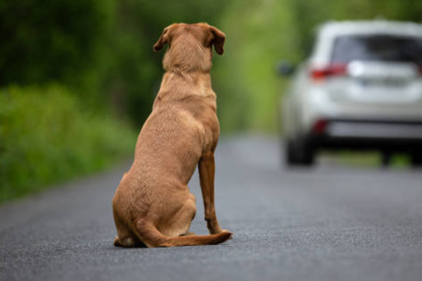 நாய் மீது மோதி நபர் ஒருவர் உயிரிழப்பு | Man Dies After Being Hit By Dog Road Accident