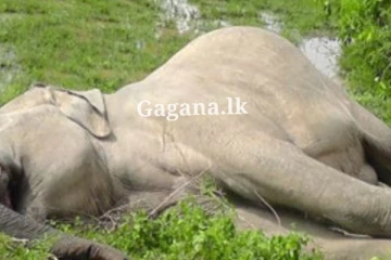 මෙරට සද්ධන්තයෙකුට සිදුකර තිබූ මහපොළව නුහුලන අපරාධය..