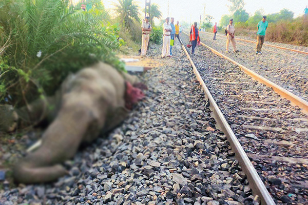 புகையிரதத்தில் மோதுண்டு இரண்டு யானைகள் உயிரிழப்பு | Two Elephants Killed In Train Collision