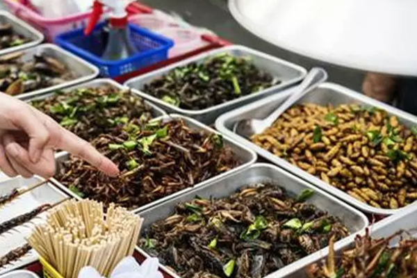 பூச்சிகளை சாப்பிட அனுமதி - திடீர் ஷாக் கொடுக்கும் பிரபல நாடு! | Allowed Eat Insects Singapore Govt Consideration