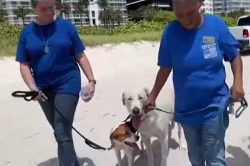 அமெரிக்கா கட்டட விபத்தில் உயிரிழந்தோர் குடும்பத்தாருக்கு ஆறுதல் அளிக்கும் நாய்கள்!