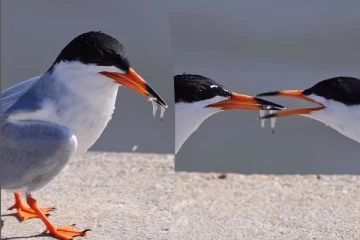 ஒரே நேரத்தில் சிக்கிய இரண்டு மீன்கள்... மெய்சிலிர்க்க வைக்கும் பாசத்தைப் பாருங்க