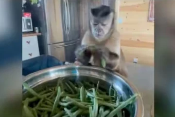 என்னமா! காய்கறிகள் உடைக்கிறது இந்த குரங்கு: வியந்து நிற்கும் இணையவாசிகள்