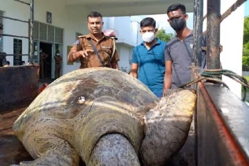 வலையில்  உயிருடன் சிக்கிய   300 கிலோ கடலாமை; யாழ் மீனவர் கைது