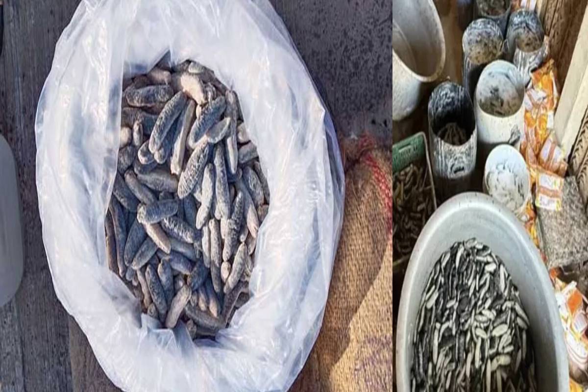 ராமேஸ்வரத்திலிருந்து இலங்கைக்கு கடத்த முயன்ற கடல் அட்டைகள் பறிமுதல்